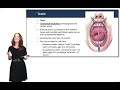 Functions of the Digestive System