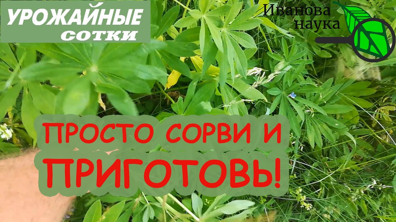 Чудесное средство для удобрения и защиты растений даже от медведки совершенно бесплатно!