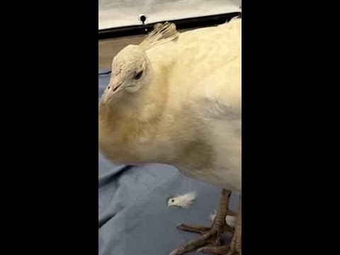 Mail worker caught on camera attacking peacock