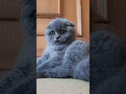Scottish fold 🔥🔥 #cat #catlovers #catvideos #shortvideo #kitten #fypシ