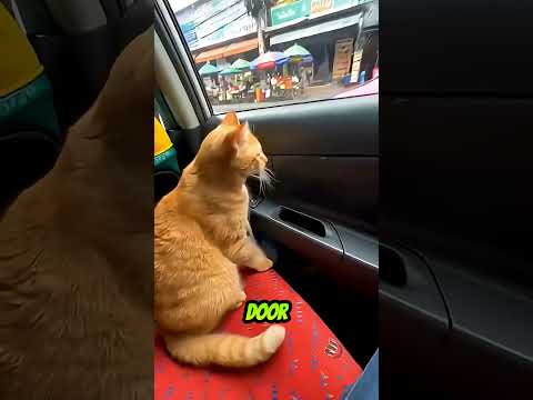 Концовка вас удивит 🐥💖 #shortsvideo