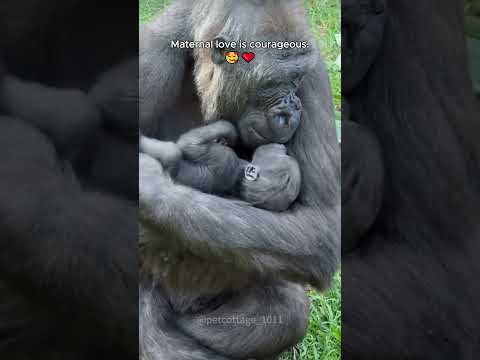 A mother can summon incredible courage when it comes to protecting her child. #everymother