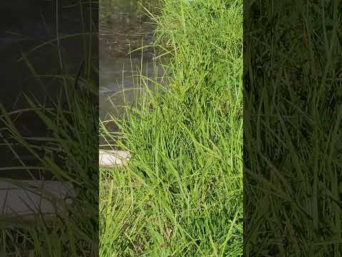 Mink vs Muskrat! Mink helping save the pond from muskrat damage! #muskrat #mink #wildlife #vs