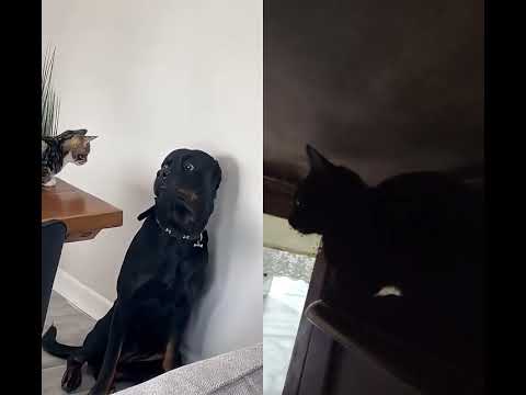 cat😺🐈 😺 🐈😺 terror 🤣🤣🤣🤣😂😂😂😂😂