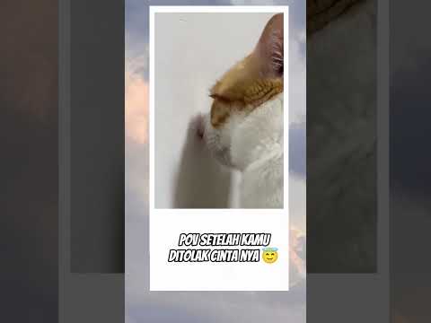 Tembok pun jadi teman ya cing #kucing #fyp #videolucu
