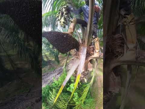 กำลังสวยๆครับรังนี้  โดนหนามตำไปหลายทีเลยครับ 🐝🐝🐝#animals #bee #ผึ้ง #น้ำผึ้ง #วิถีชาวบ้าน