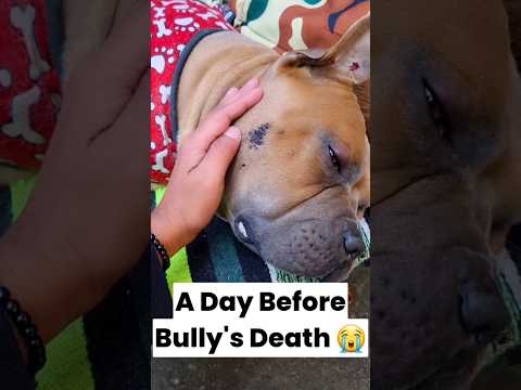 A Day Before Bully's Death ðŸ˜| Mini Vlog | Dog Lover | Funny Dog #shorts