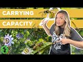 Exploring Carrying Capacity in Population Ecology