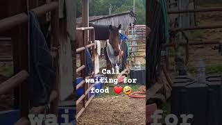 Cali is available at Traveller's Rest Farm Sanctuary! ❤️❤️❤️