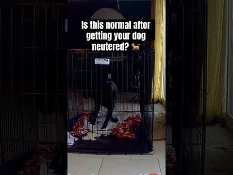 Calling my vet when they open 😫 #dog #dogs #animal #animals #help