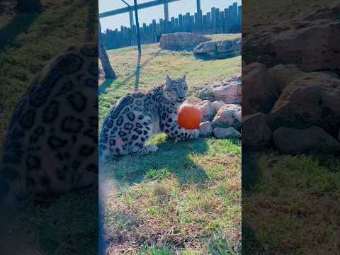 Gato montanhista com crise de ansiedade #animais #bichos #curioso