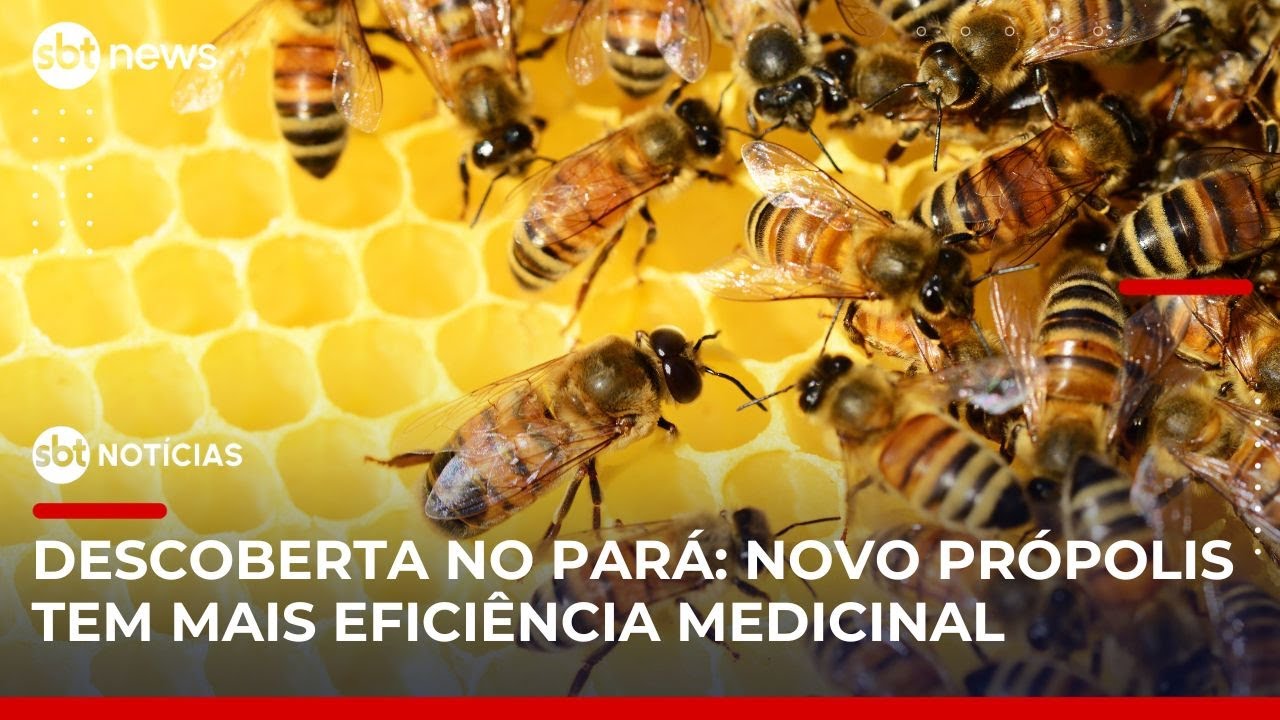 Própolis de abelha nativa da Amazônia supera medicamentos em ação cicatrizante | #SBTNotícias