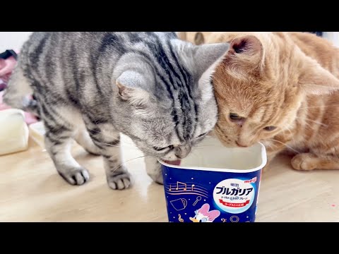 猫の動画サムネイル - あいちゃんの夏バテ対策