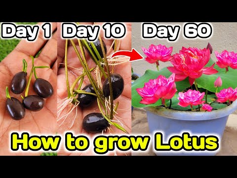 How to grow lotus plant at Home from seeds | कमल के पौधे को बीज से घर पर कैसे उगाए
