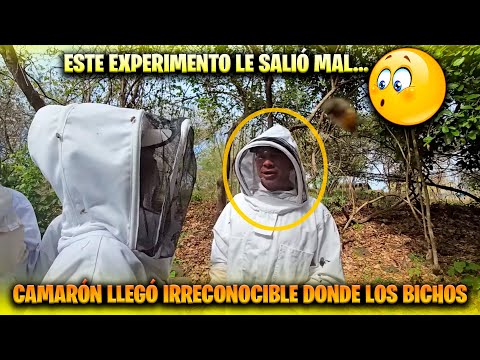 Vean como llegó Camarón después que lo picaron todas las abejas. Gaby anda aflijida