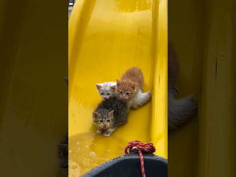 cat rescue in park slide πΏπ€