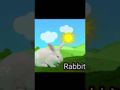 LAGU KELINCI RABBIT