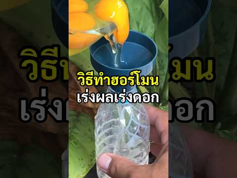 วิธีทําฮอร์โมนเร่งผลเร่งดอก ได้ผลดีเกินคาด #ฮอร์โมนไข่