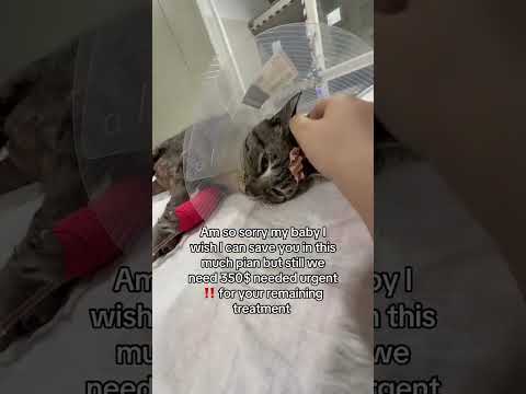 <strong>Gofundme</strong> link in bio please #cat #fy #viralvideo #fypシ #viral
