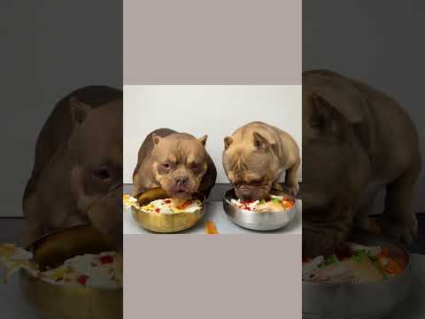 #恶霸犬 #干饭狗的日常 我看看有没有眼尖的小伙伴发现点啥