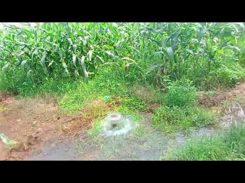 ఇలా నీళ్లు పైపు పగలగొట్టి ఇచ్చారు.పంట పండే భూమి సర్వీస్ లో ఉన్న బోర్లు వేసుకో ఇవ్వడం లేదు.#shorts#yt