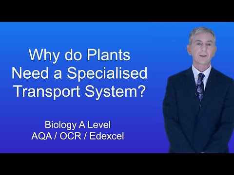 A Level Biology Revision “Why do Plants Need a Specialised Transport System?”