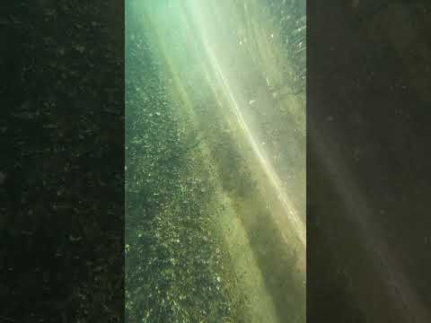 長崎の水面でカブトクラゲを見つける方法 サムネイル