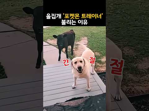 "엄마, 내 친구예요.." 동물 사교왕 댕댕이의 각종 포켓몬 친구 소개 타임의 결말