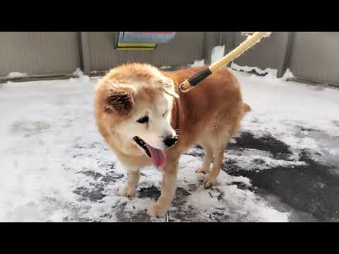 犬No.22(R7年度)