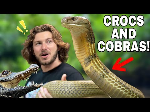 My King Cobra was NOT Happy!
