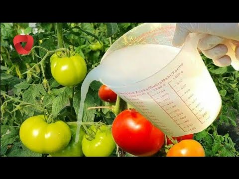 Kada i koliko često zalijevati paradajz ?? Nemojte napraviti ove greške!