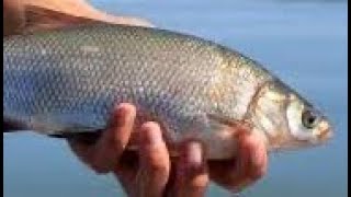 HIDDEN MEANING BEHIND FISH 🐟 DREAMS : SPIRITUAL MEANING 