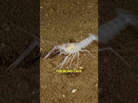 Blind Bizarre Animal Lives Underground