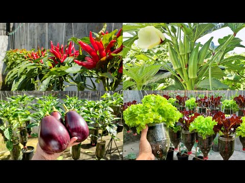 Growing Hot Pepper, Eggplant, Lady Finger and Lettuce in Container at home