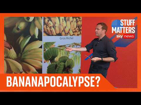 Why are bananas so cheap?