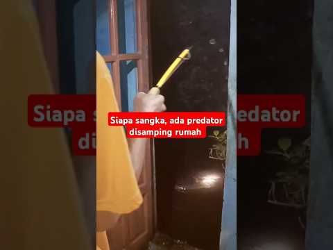 Hoki banget , strike ikan monster di samping rumah‼️ #carpfishing #fishing #amazingfishingvideo