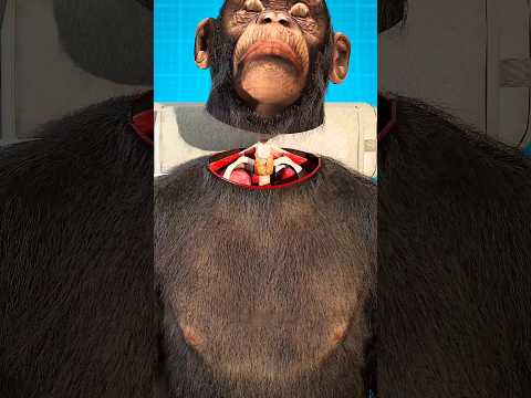 Scientists Transplant Monkey's Head 😨