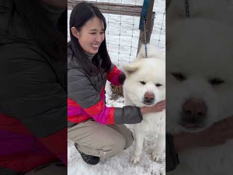 【秋田犬のおおだて】また会いに来るね!#秋田犬 #akita #まきば北海道 #秋田犬ぞり#ありがとう