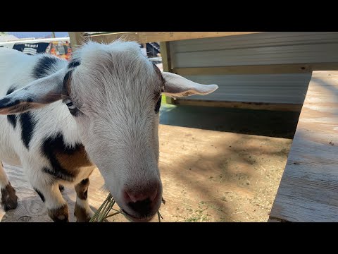 The #Goat report with Lummy!- #TheBubbaArmy #animals
