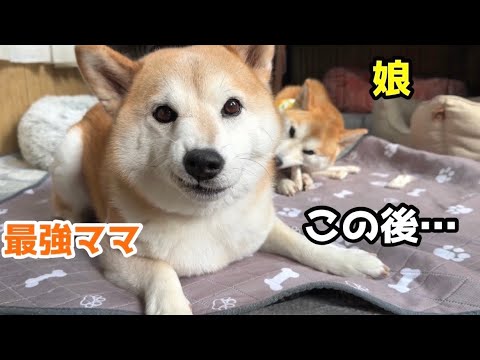 お散歩前にふざけて逃げていた最強ママの結末w