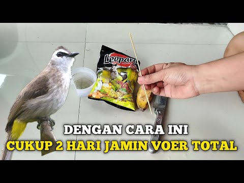 GAMPANG BANGET❗ BEGINI CARA BIKIN TRUCUKAN DOYAN MAKAN VOER