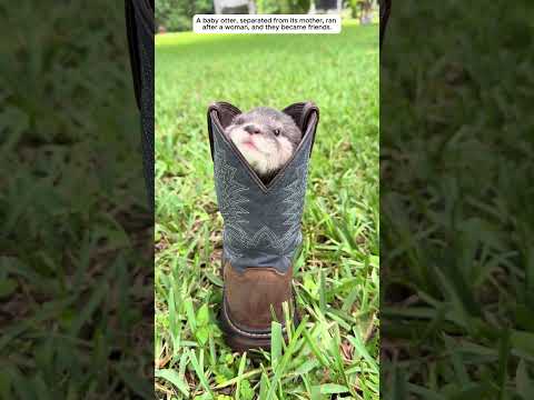 The little otter, separated from its mother, ran after the girl.