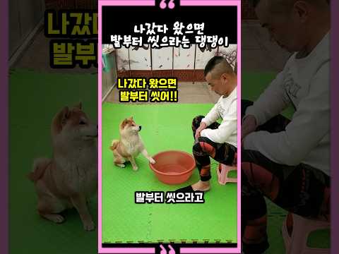 나갔다 왔으면 발부터 씻으라는 댕댕이