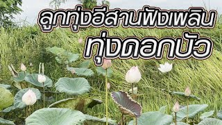 ลูกทุ่งอีสานฟังเพลิน ทุ่งดอกบัว