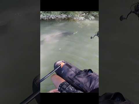 Attaque silure en surface 🎣 topwater tricks 🤙👊 #catfish #fishing #topwater #attack #shortvideo