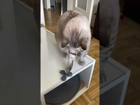 Katzen möchten NICHT, dass du Das über sie weißt! Teil 2 CatInfo  #cat #catsofyoutube #katze