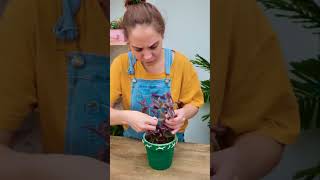 Your Plants DESERVE These Genius Gardening Hacks!