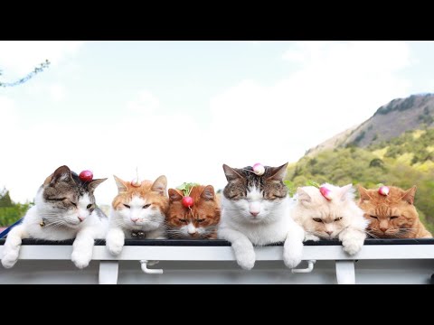 猫の動画サムネイル - 二十日大根　のせ猫　2025　250607