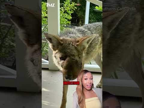 Beloved Los Angeles Coyote Euthanized After Vets Discover She Was Shot In Face
