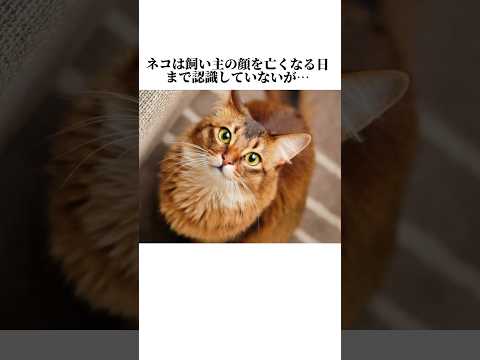 ちょw猫の秘密が可愛すぎますww【雑学】ネコの嘘みたいな秘密10個暴露します🤫